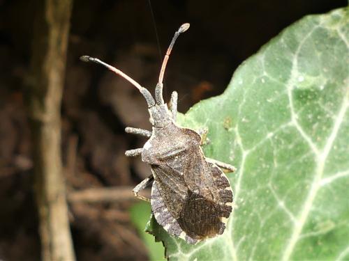 Réf. 322 468 : Enoplops scapha